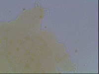 Echiniscus kofordi image