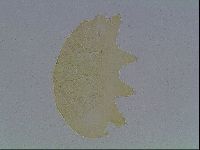 Echiniscus kofordi image
