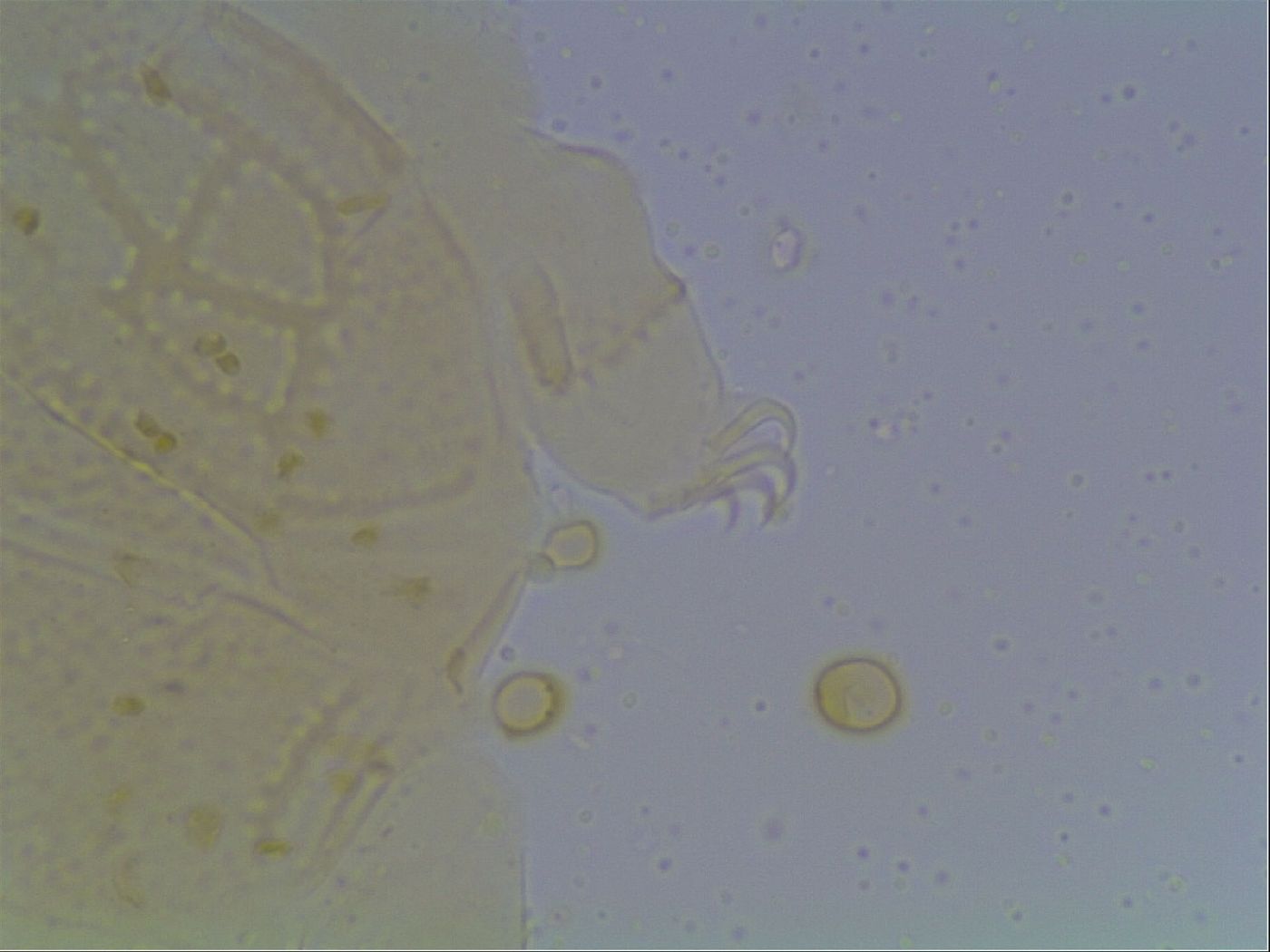 Echiniscus kofordi image