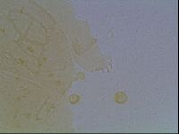 Echiniscus kofordi image