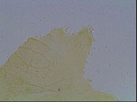 Echiniscus kofordi image
