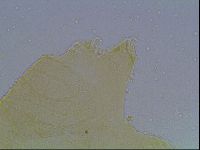 Echiniscus kofordi image