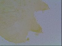 Echiniscus kofordi image