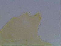 Echiniscus kofordi image