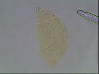 Echiniscus kofordi image