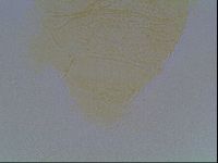 Echiniscus kofordi image