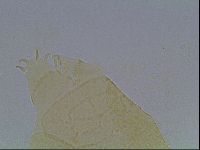 Echiniscus kofordi image