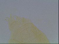 Echiniscus kofordi image