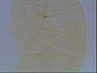 Echiniscus kofordi image