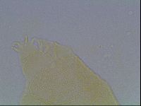 Echiniscus kofordi image
