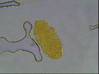 Echiniscus kofordi image