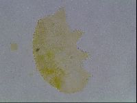 Echiniscus kofordi image