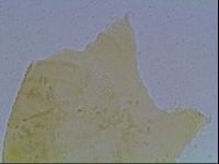 Echiniscus kofordi image