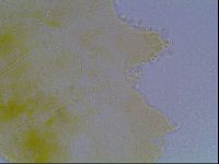 Echiniscus kofordi image