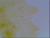 Echiniscus kofordi image