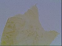 Echiniscus kofordi image