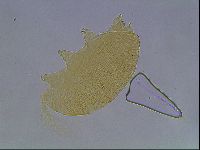 Echiniscus kofordi image