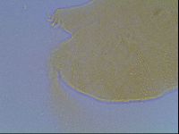 Echiniscus kofordi image