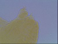 Echiniscus kofordi image