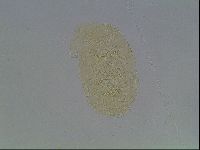 Echiniscus kofordi image