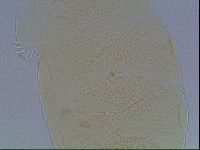 Echiniscus kofordi image