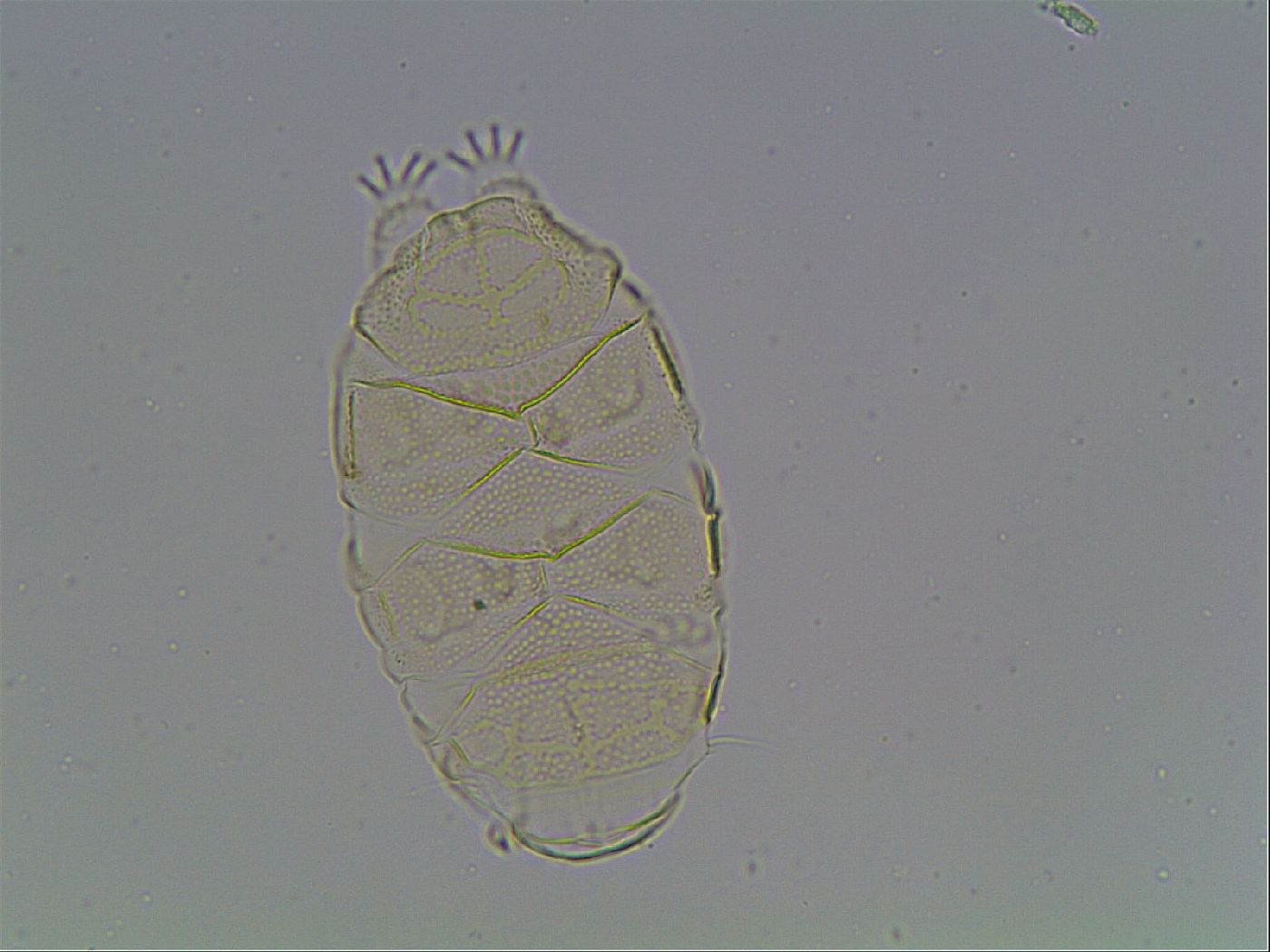 Echiniscus kofordi image