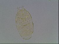 Echiniscus kofordi image
