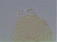 Echiniscus kofordi image