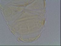 Echiniscus kofordi image