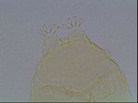 Echiniscus kofordi image