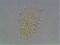 Echiniscus kofordi image