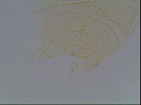 Echiniscus kofordi image