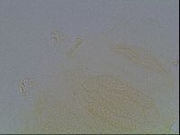 Echiniscus kofordi image