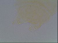 Echiniscus kofordi image
