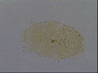Echiniscus kofordi image