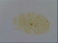 Echiniscus kofordi image