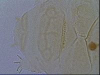Echiniscus kofordi image