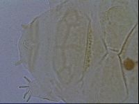 Echiniscus kofordi image