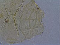 Echiniscus kofordi image