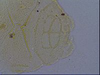 Echiniscus kofordi image