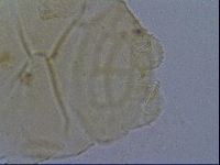 Echiniscus kofordi image