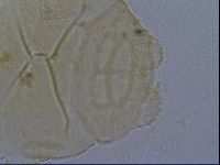 Echiniscus kofordi image