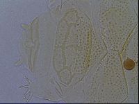 Echiniscus kofordi image
