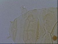 Echiniscus kofordi image