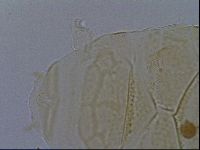 Echiniscus kofordi image
