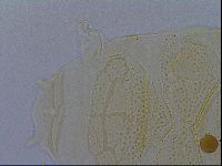 Echiniscus kofordi image