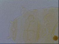 Echiniscus kofordi image
