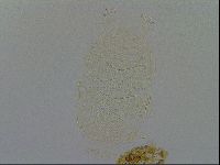 Echiniscus kofordi image