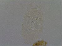 Echiniscus kofordi image