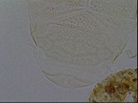 Echiniscus kofordi image